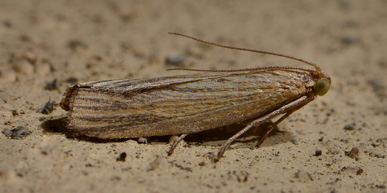 Pyralidae - cfr. Ematheudes punctella